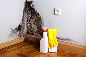 Mold Odor Removal Services in Willow, AK